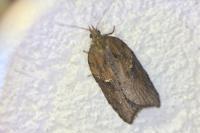 Acleris hastiana