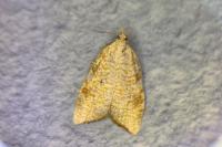 Aleimma loeflingiana