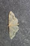 Idaea trigeminata
