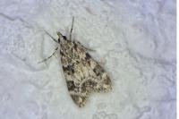 Eudonia delunella