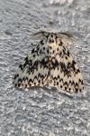 Lymantria monacha