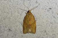 Clepsis consimilana