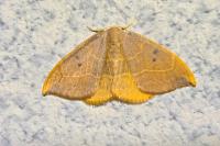 Watsonalla binaria