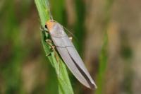 Eilema caniola