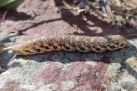 Proserpinus proserpina