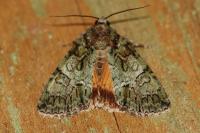 Polyphaenis sericata