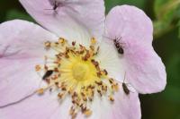 Micropterix aruncella