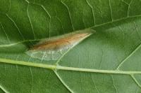Phyllonorycter platani