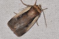 Ochropleura plecta