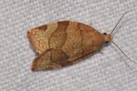 Pandemis cerasana
