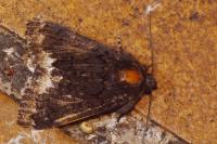 Catephia alchymista