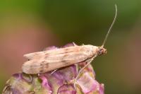 Homoeosoma sinuella