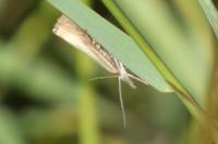 Chrysoteuchia culmella