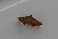 Endotricha flammealis