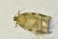 Choristoneura hebenstreitella