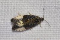 Hedya pruniana