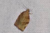 Pandemis cerasana