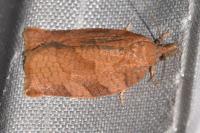 Pandemis heparana