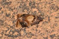 Ditula angustiorana