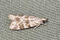 Scoparia pyralella