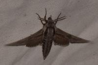 Hyloicus pinastri