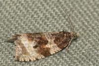 Orthotaenia undulana