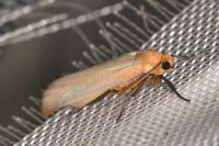 Katha depressa