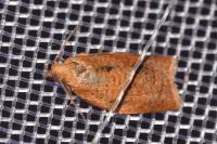Clepsis consimilana