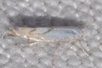Phyllonorycter harrisella