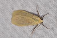 Wittia sororcula