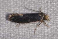 Monopis laevigella/weaverella