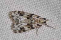 Eudonia delunella