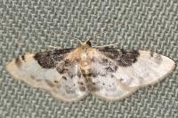 Idaea filicata