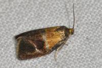 Ptycholoma lecheana