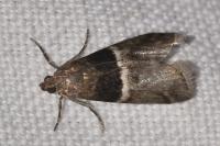 Elegia atrifasciella