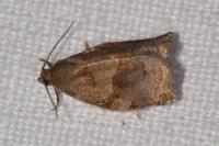 Archips crataegana