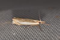 Crambus pascuella