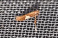 Caloptilia stigmatella