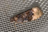 Hedya ochroleucana