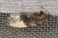 Hedya nubiferana