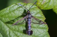 Synanthedon tipuliformis