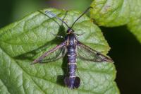 Synanthedon tipuliformis