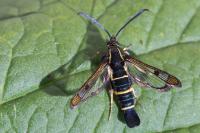 Synanthedon tipuliformis