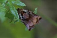 Archips podana