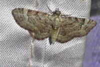 Pasiphila rectangulata