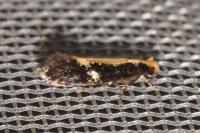 Monopis crocicapitella