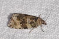 Celypha lacunana