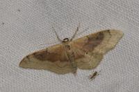 Idaea degeneraria