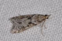 Eudonia angustea