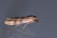Homoeosoma sinuella